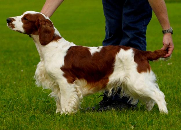 Puppies | Welsh Springer Spaniels - Llanfair Kennels
